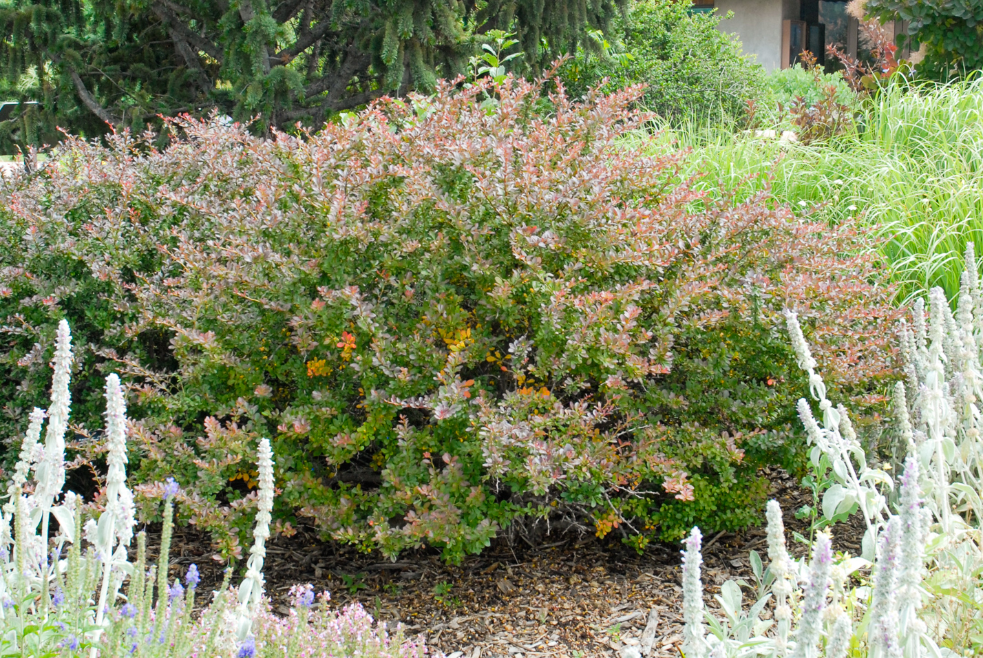 Crimson Pygmy Barberry
